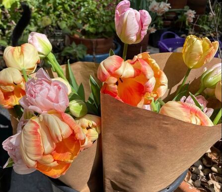 Love a big, blowsy tulip? Order bulbs now and get ready to dig a bit deeper, Gardening advice